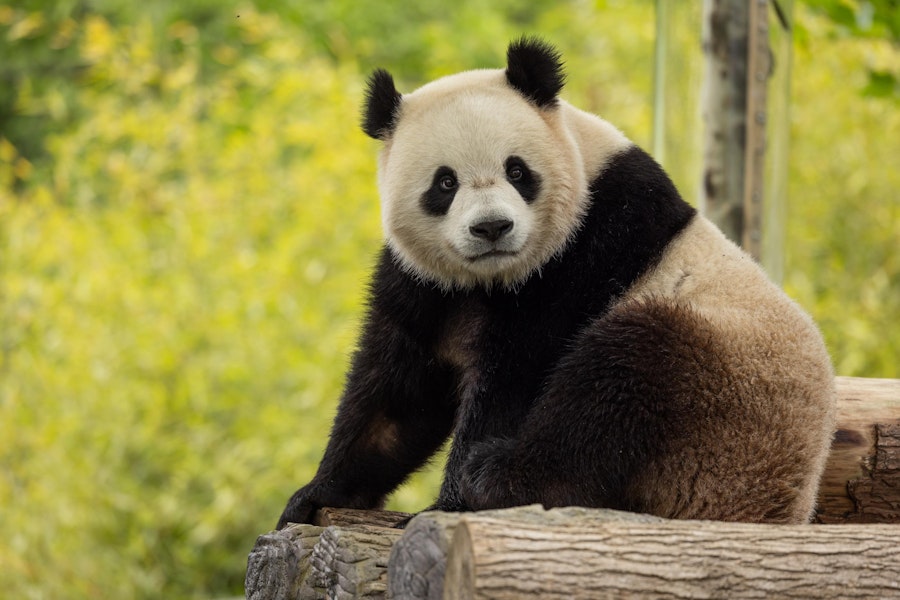 A giant panda posing on a log with green grass behind him.