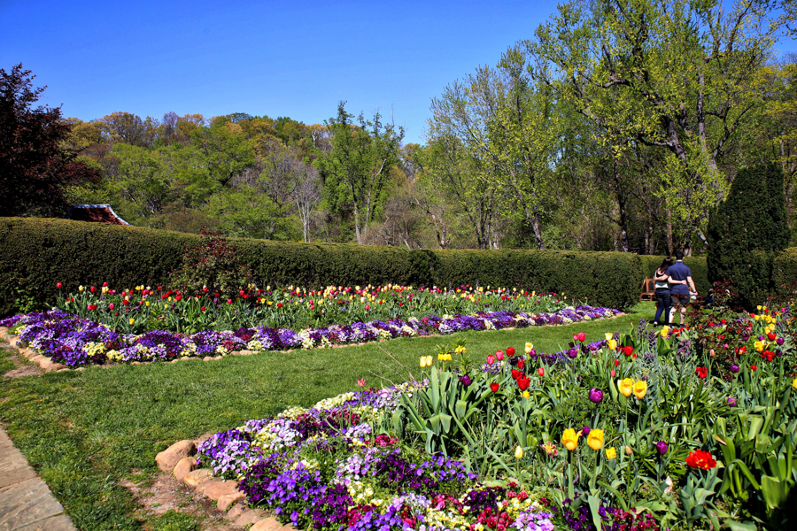 Lush and Colorful Garden