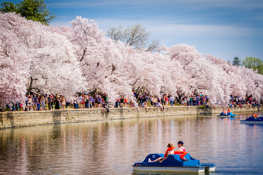 Couple Paddleboating on Tidal Basin 