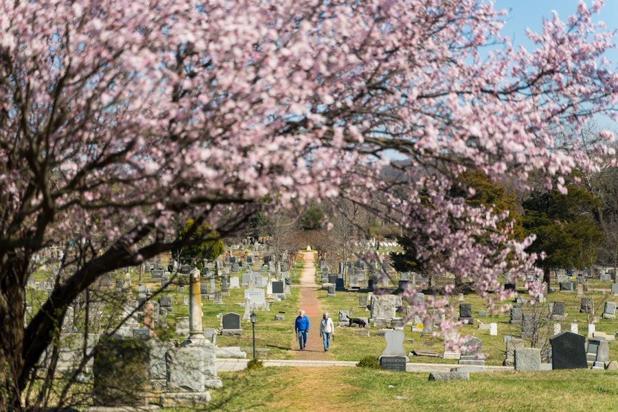 Congressional Cemetery through Cherry Blossoms