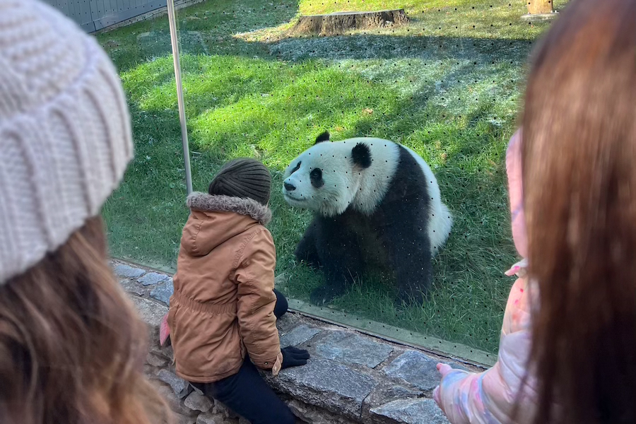 A child in a winter coat kneels by the glass, watching a giant panda at the Smithsonian National Zoo.