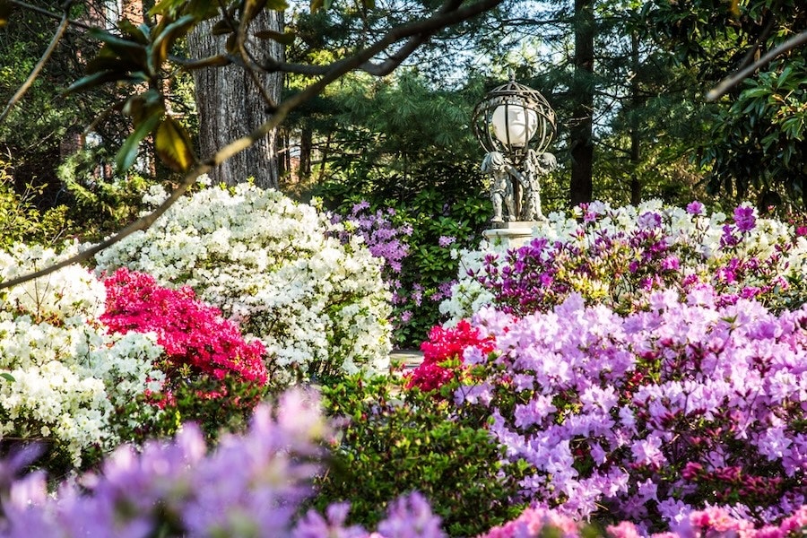 Vibrant pink, white, and purple azaleas bloom in front of an ornate garden sculpture at Hillwood Estate.