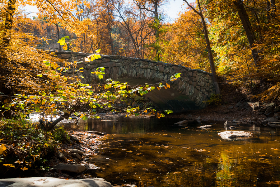 A stone bridge spans a stream in Rock Creek Park, surrounded by golden autumn foliage and dappled sunlight.