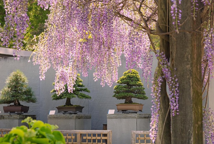 Garden and Trees