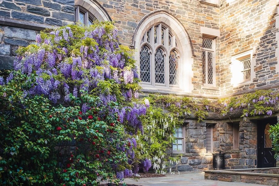 Cascading purple and white wisteria vines drape over the stone facade of the National Cathedral.