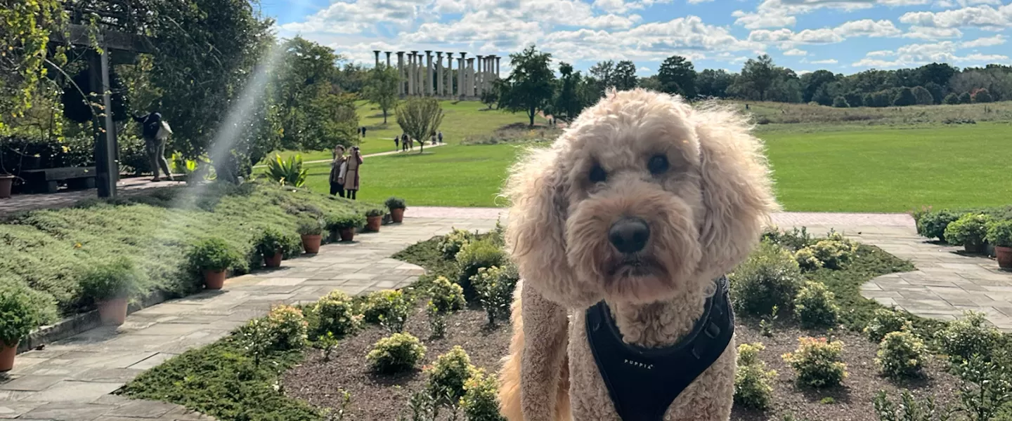 Dog at U.S. National Arboretum